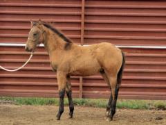 Top Gun Sedge JW <BR> AQHA 6096623